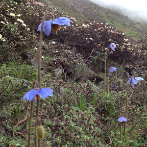 The Jomolhari Basecamp Trek