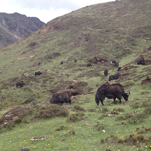 The Jomolhari Basecamp Trek