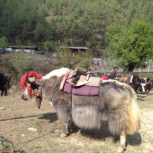 Beautiful Laya Gasa Trek