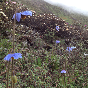 Beautiful Laya Gasa Trek