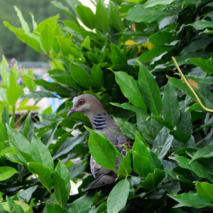 Birding in Western and Central Bhutan