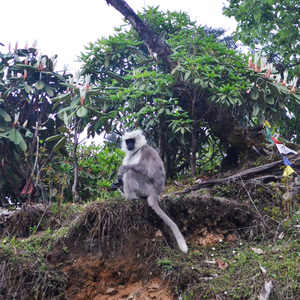 Birding in Western and Central Bhutan