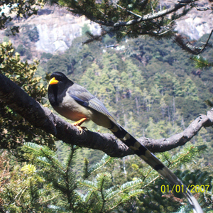 Birding in Western and Central Bhutan