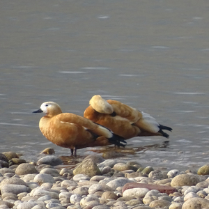 Birding in Western and Central Bhutan