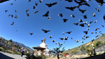 Birding in Western and Central Bhutan